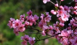 桃花大爆料解说大全最新,揭秘娱乐圈最新热点事件大盘点